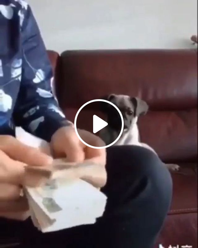 Money Counting Assistant. Dog. Money. Pet. Smart. Istant. #1