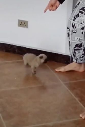 Teach adorable puppy to dance, dancing dog, adorable puppy, dance, funny pet.