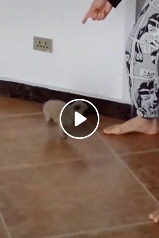 Teach adorable puppy to dance