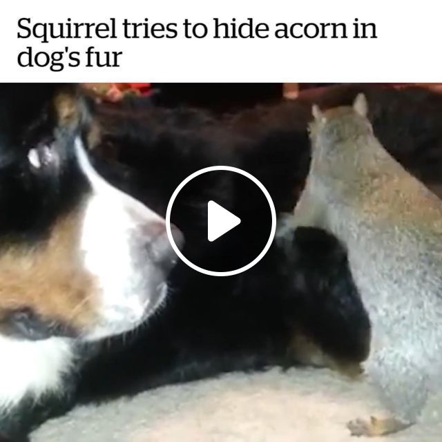 Squirrel Tries To Hide Acorn In Dog's Fur. Dog. Squirrel. Pet. Animal. #1