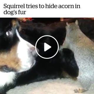 Squirrel tries to hide acorn in dog's fur