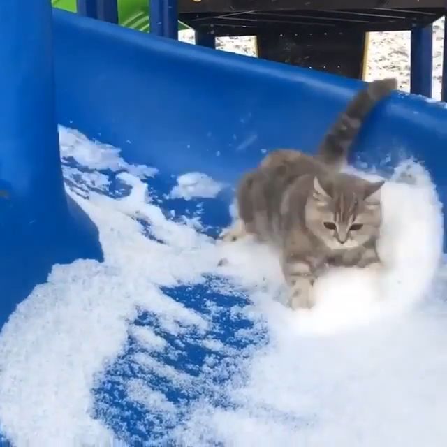 Cute cats playing on slide, spiral slide, cute pet, cute cat, snow.
