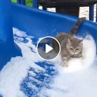Cute cats playing on slide