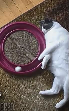 I'm lonely, cat toy, ball, fat cat, cute pet, play alone.