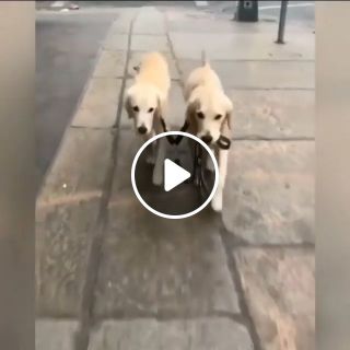 Smart Dogs Walk