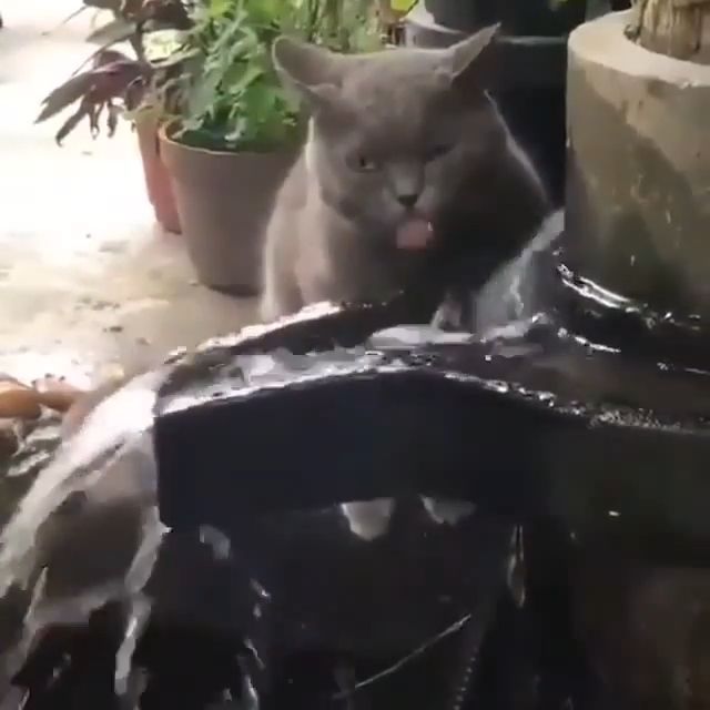 What are you drinking, little cat?, grey cat, drink water, funny cat, funny pet, water tap.