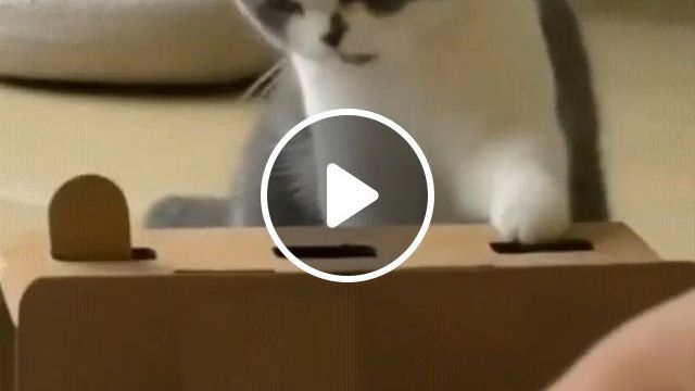 Never Give Up, Haha. Cat. Cute. Play. Pet. #0