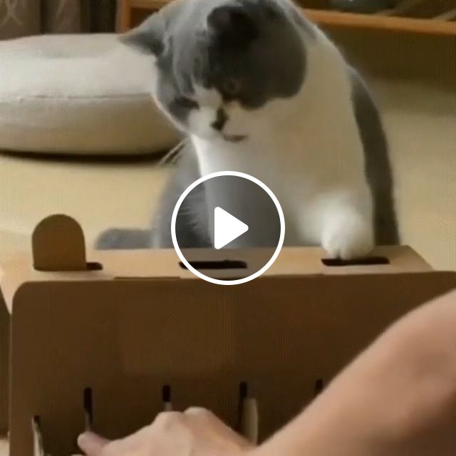 Never Give Up, Haha. Cat. Cute. Play. Pet. #1