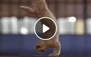 Cats Exercise