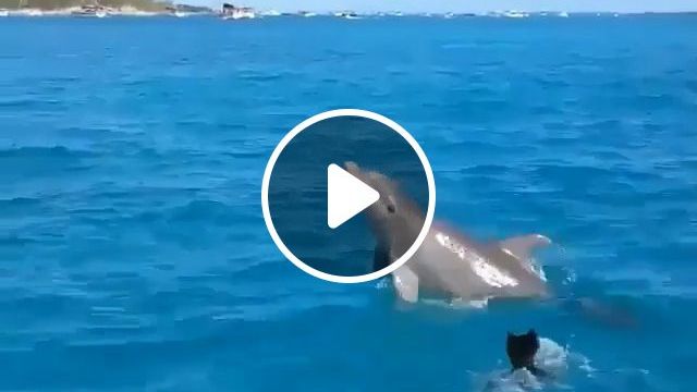Let's play together | dog,sea,dolphin,animal