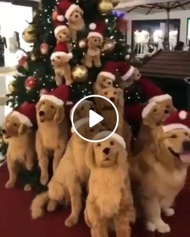 Jingle Bells. Chrismas. Dog. Pet. #1