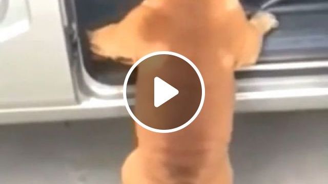 It Is Not Easy Being Short. Dog. Pet. Short. #0
