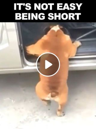 It is not easy being short