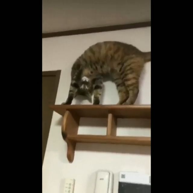 Hey little cat, what are you doing, lol - Video & GIFs | cat,pet,little,mischievous