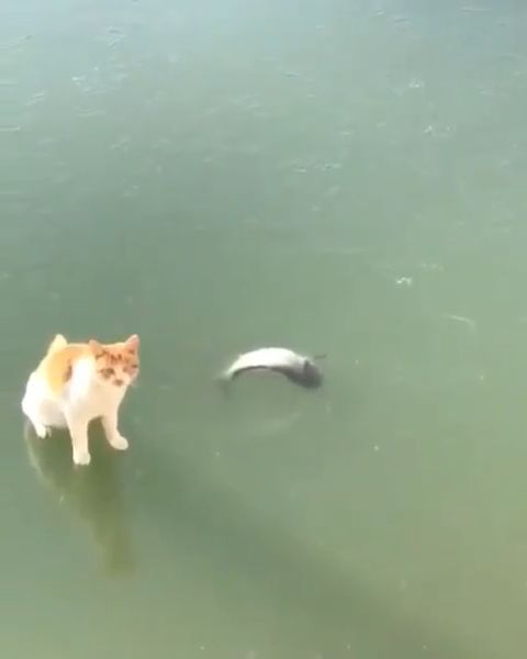 How to catch fish?, cat, pet, fish, ice, food.