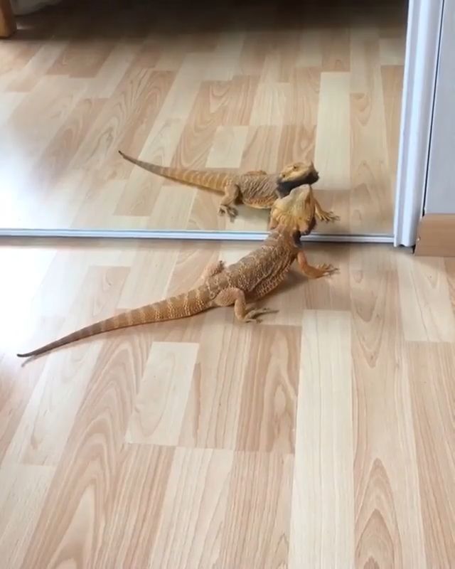 Who Are You?. Animal. Mirror. Iguanas.