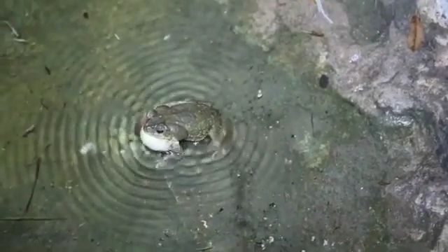 Dj frog show, funny animal, dj, dj frog, water surface, wave.