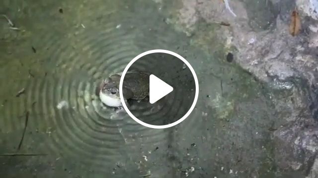 Dj frog show, funny animal, dj, dj frog, water surface, wave. #1