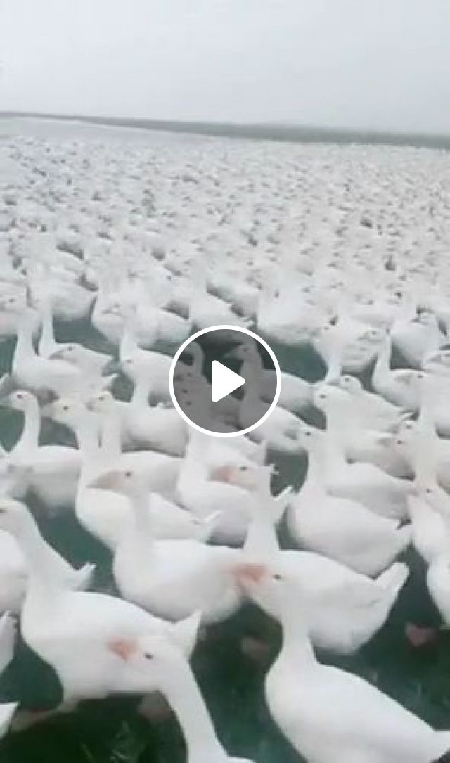 Amazing - Huge Flock Of Ducks - Video & GIFs | ducks, funny animal, funny duck, agriculture, huge flock