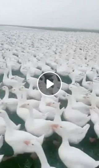 Amazing - Huge flock of ducks