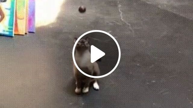No Fear - Video & GIFs | cat, pet, ball