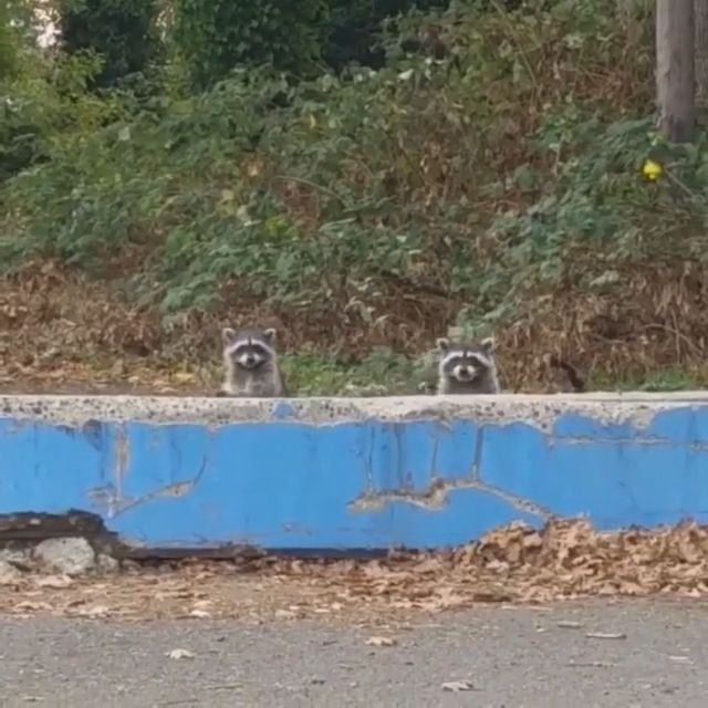 When you and your friend see a handsome guy, animal, raccoon.