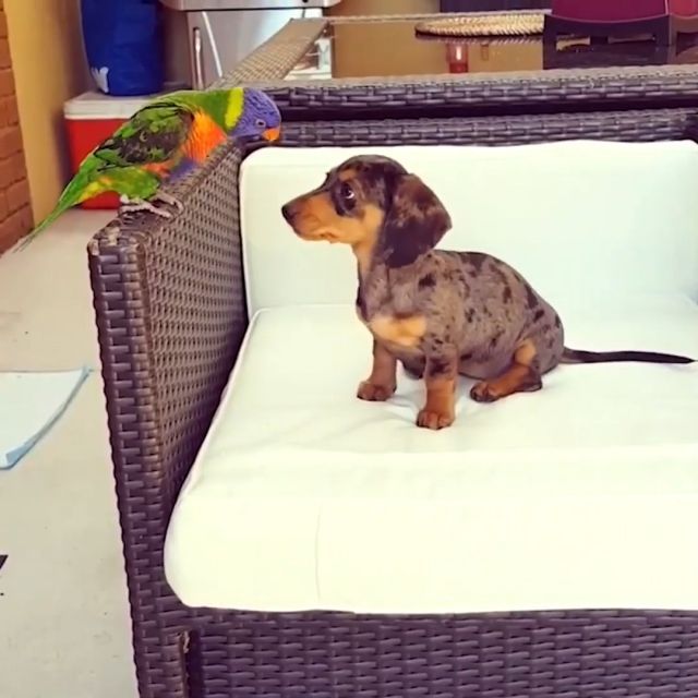 Angry Bird. Parrot. Dog. Pet. Angry. Bird.