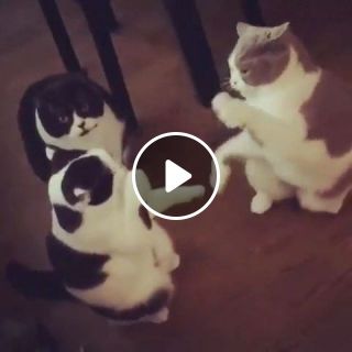 The way that polite cats fight