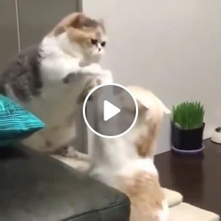 Do you know how polite cats fight?