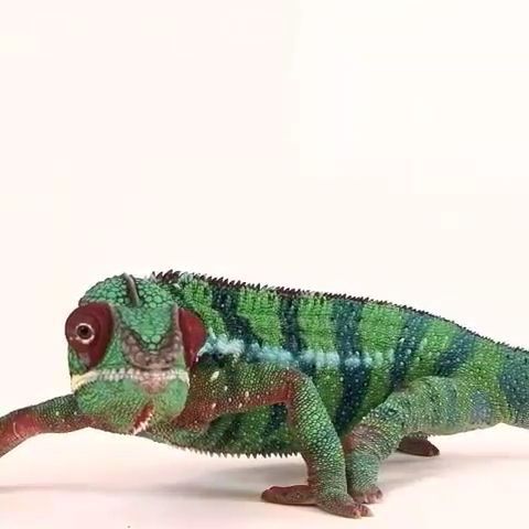 What are you looking at?, animal, cute, look, chameleon.