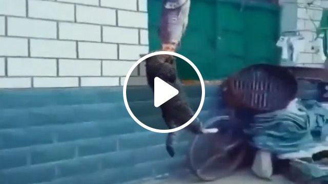 Lovely Thief - Video & GIFs | cat, fish, pet, eat, thief