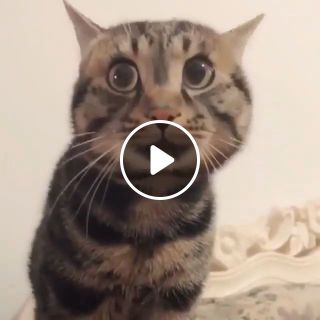Cats howling