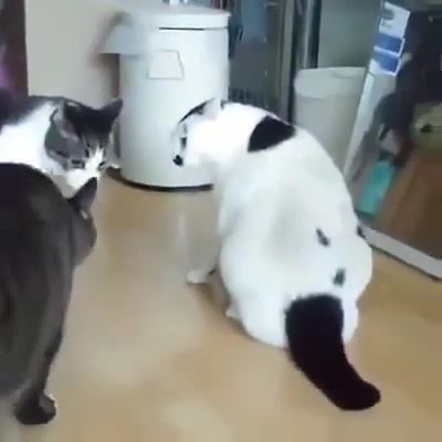 The best way to stop your two friends from fighting, hihi, cat, pet, fight, friend.