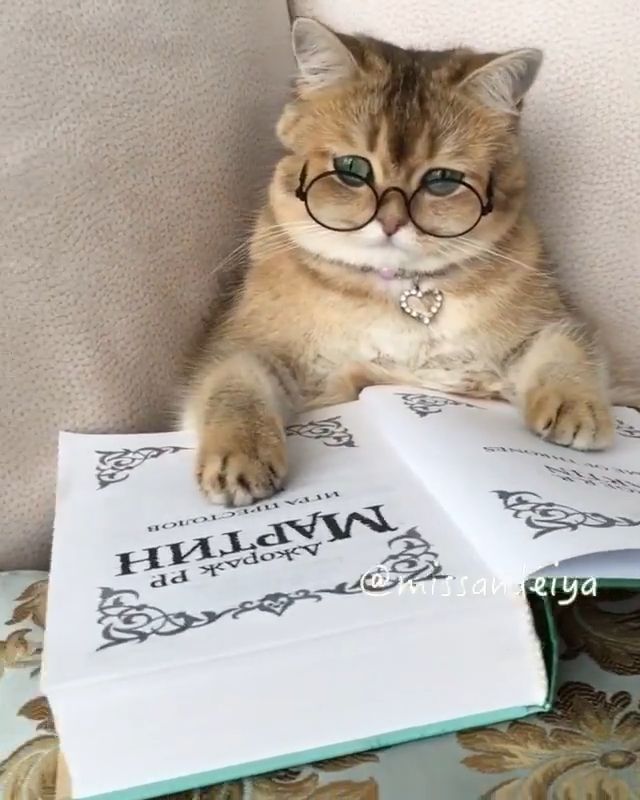 It's time to read, cat, pet, read, book, adorable.