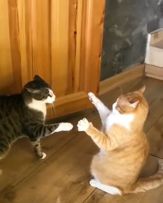 A Fierce Battle Of Two Cats, Lol. Cat. Pet. Fight.
