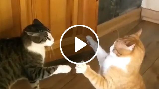 A Fierce Battle Of Two Cats, Lol. Cat. Pet. Fight. #0