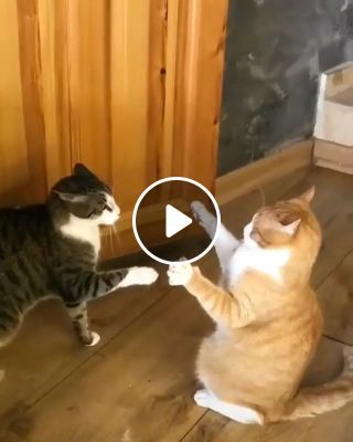 A fierce battle of two cats, lol