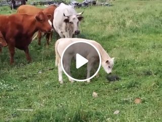 Cows Are Extremely Curious Creatures