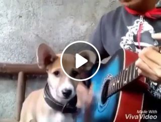 Best singing dog