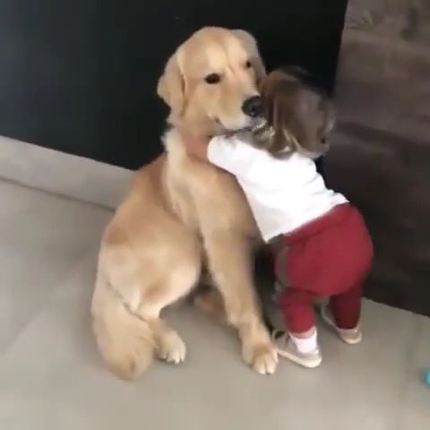 Man's best friend, Pet, Dog, Love, Friend, Baby
