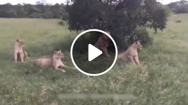 Wild boar teasing lions, lion, boar, funny animal, run, nature. #1