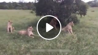 Wild boar teasing lions