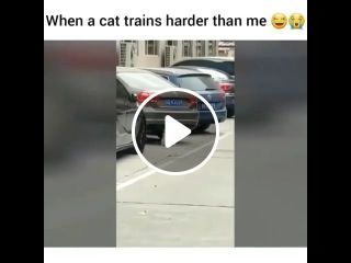 When a cat trains harder than me