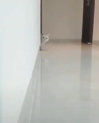 What Are You Looking At?. Funny Cat. Funny Pet. Moving. Wall. Floor.