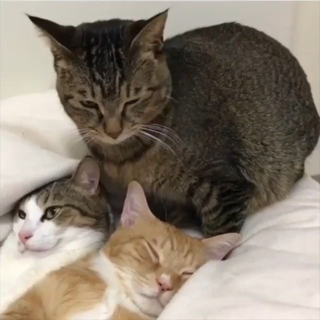 Look at the cat's face on the left, i can't stop laughing, hahaha, cat, sleep, pet, face.