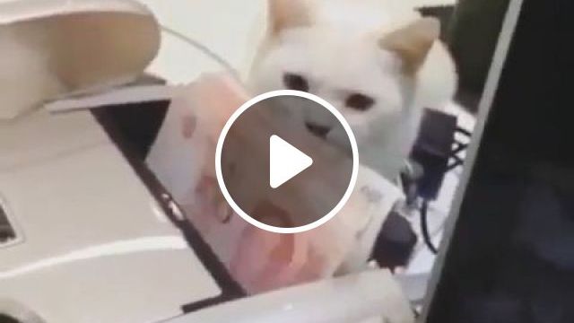 This Money Is Mine, Lol. Cat. Pet. Money. #0