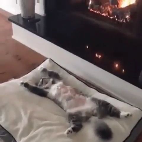 Relax, cat, pet, relax, cute, sleep, pillow, heating stoves.