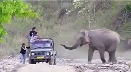 Elephant's joke, haha, elephant, joke, animal.