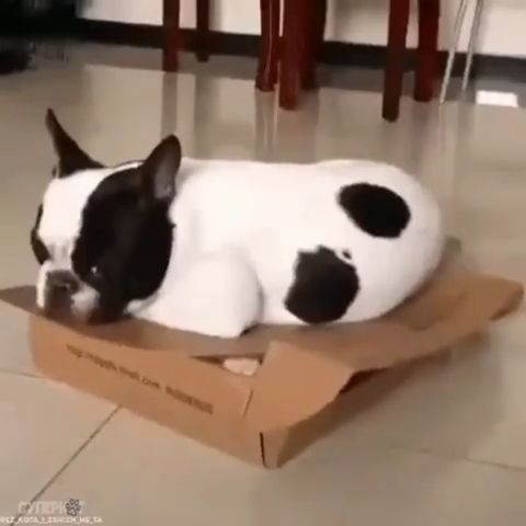 Wait for it, lol, Dog, Cat, Cute, Pet, Box