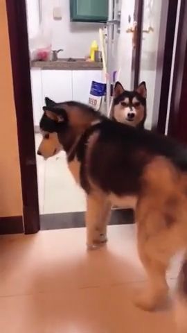 Don't Worry, Let Me Help You Through. Shiba Inu. Siberian Husky. Funny Dog. Smart Dog. Funny Pet. Door. Transparent Adhesive Tape.